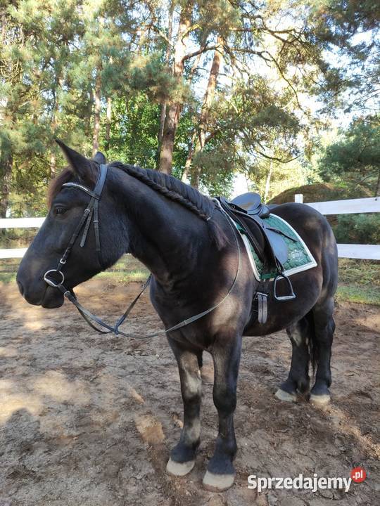 Sprzedam karego wałacha PKZ 6 lat około 160