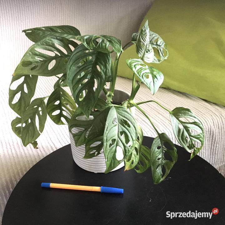 Monstera Monkey Warszawa sprzedam