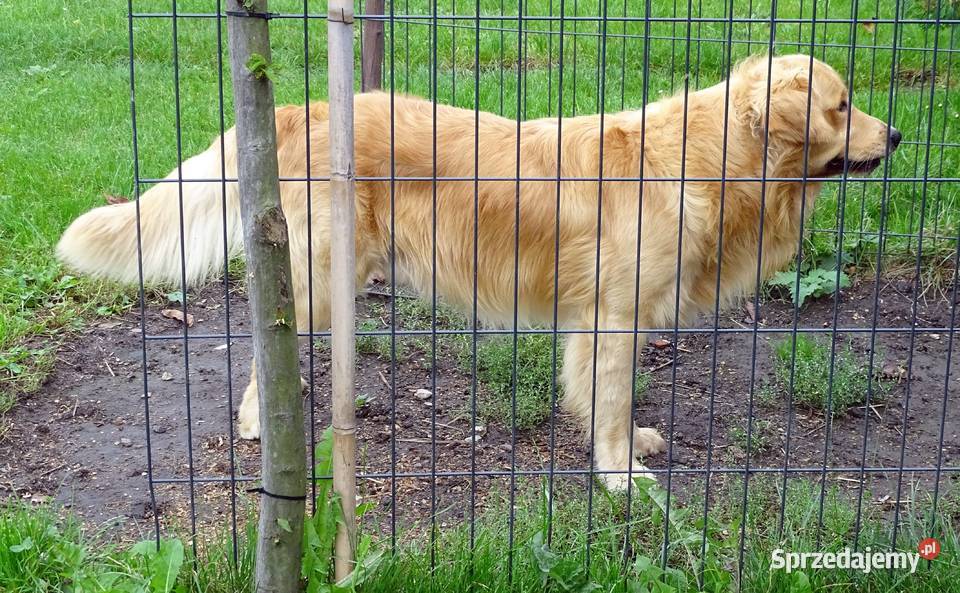 Piękny golden retriever Zwierzęta Przysucha