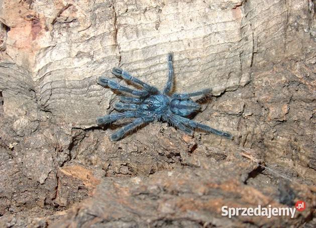 Pająk ptasznik Caribena laeta L3 Tarnów