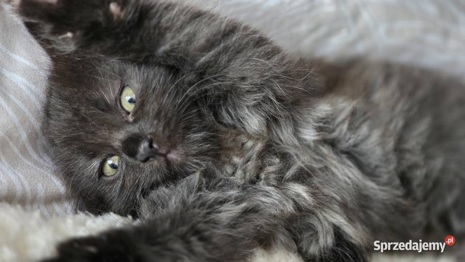 Kocurek syberyjski pięknie wybarwiony Jugowice