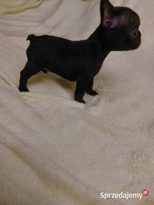 Śliczne szczeniaki buldogi francuskie Suczki Legionowo sprzedam