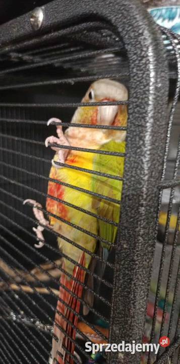 Rudosterka zielonolica pineapple samiec z pomorskie Tczew