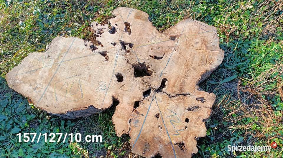 Oliwka europejska deskiplastrybale Mielec