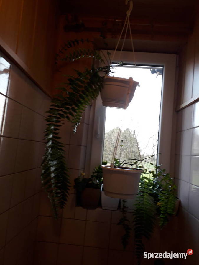 Kwiat doniczkowy paproć różne śląskie Skoczów