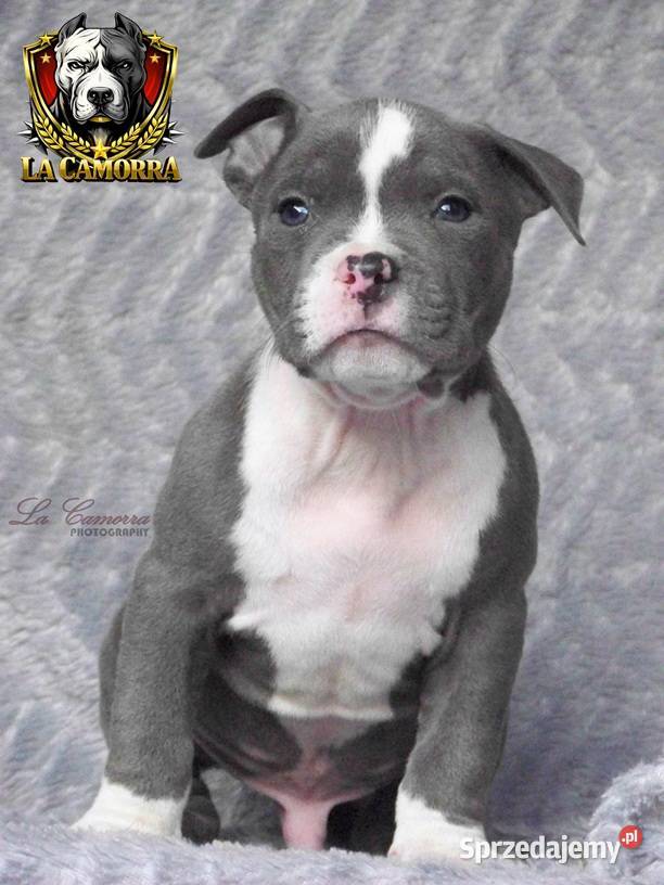 American Staffordshire Terrier Blue Samiec Paczków