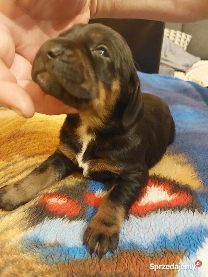 Gończy polski szczeniaczki Kościan