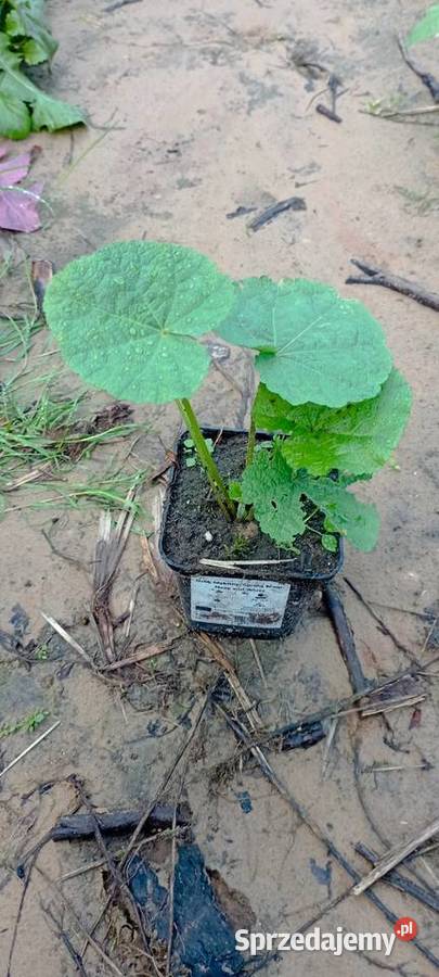 Malwa mix kolorów podlaskie Jatwieź Mała