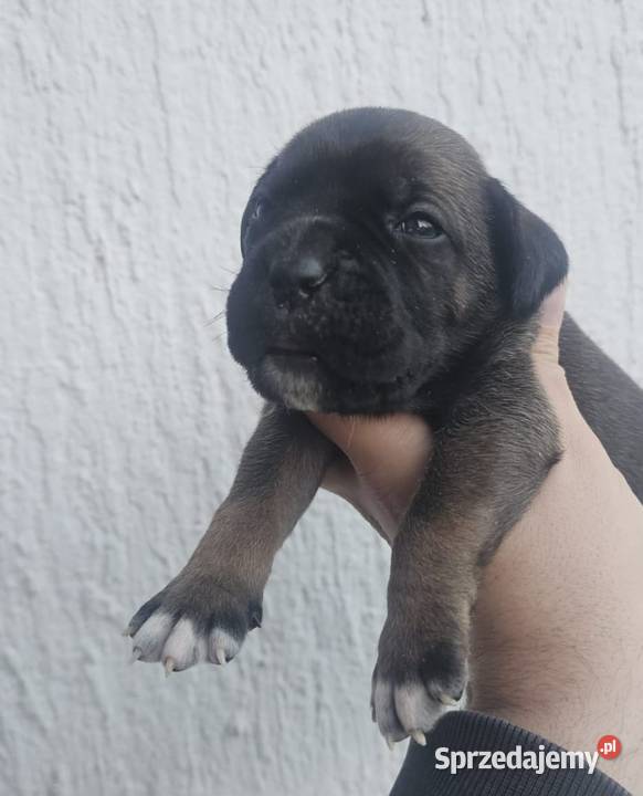 Cane Corso szczenięta na sprzedaż Sadłuki