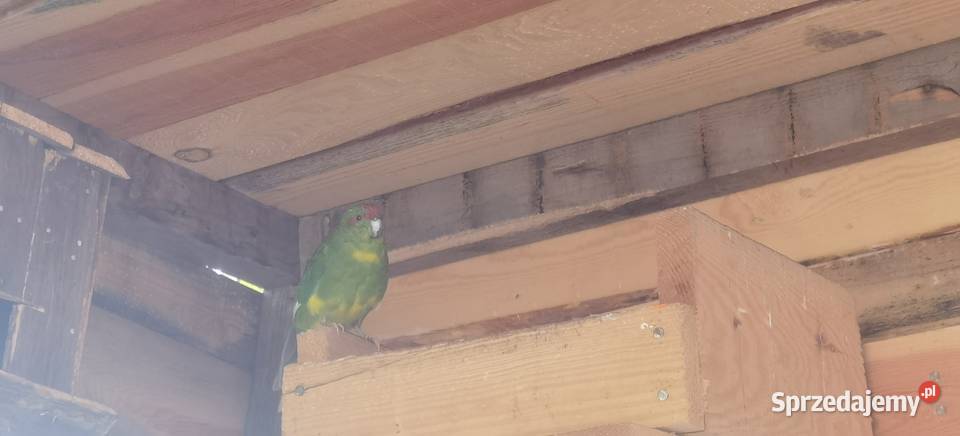 Sprzedam papugi faliste modrolotki Ptaki Łęka Opatowska sprzedam