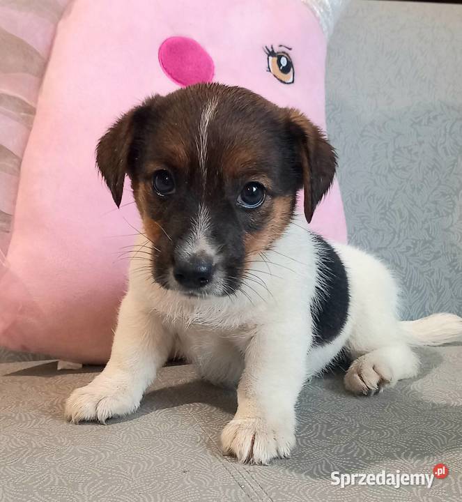 Jack Russell Terrier FCI Winnica