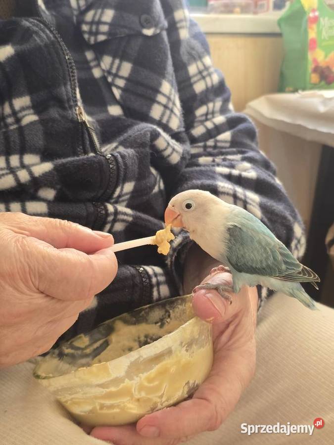 Papuzka Nierozlaczka mlodzutka Warszawa sprzedam