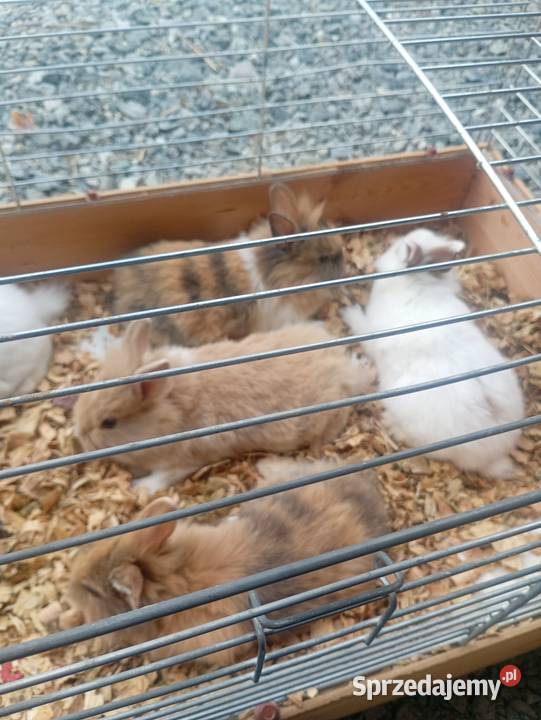 Króliki miniaturki Wrzesiny