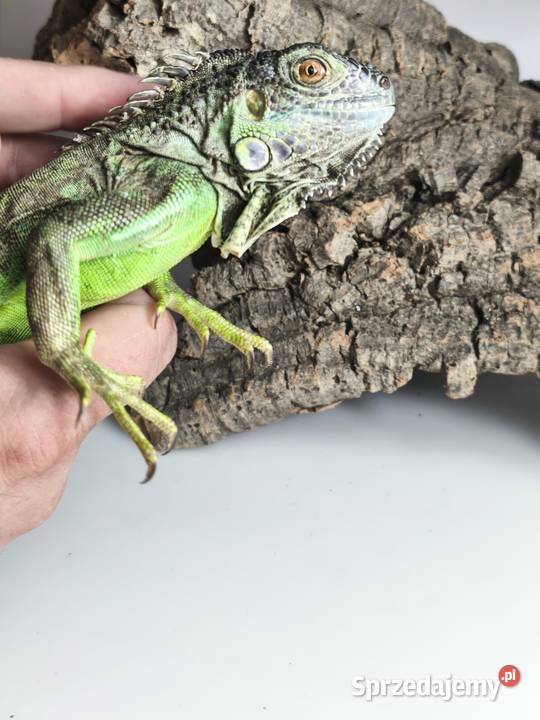 Legwan zielony Iguana iguana z legalnego sklepu Wałbrzych sprzedam