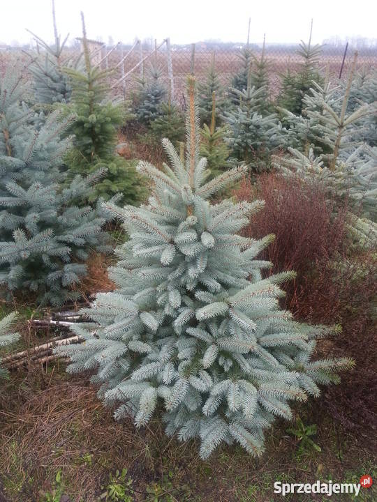 Świerk srebrny 80100 Szkółka Producent Dom i Ogród Rydzyny