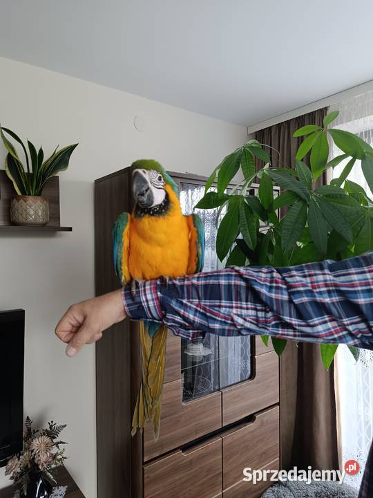 Ary ręcznie karmione śląskie sprzedam