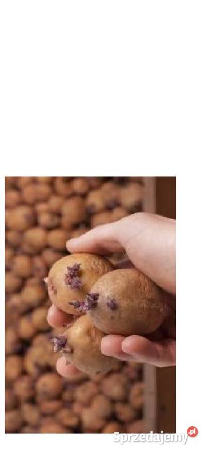 Sadzeniaki Melodia Bellarosa Satina Kaliber świętokrzyskie Bukowa