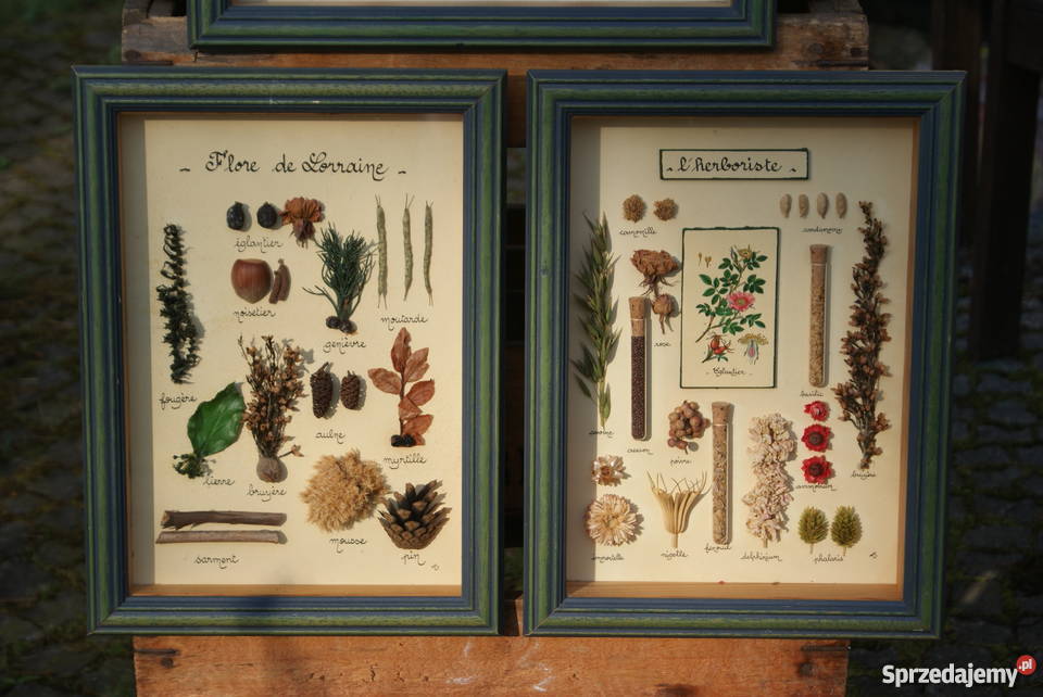 Rezerwacja Obraz diorama zielnik herbarium 3 mazowieckie Warszawa