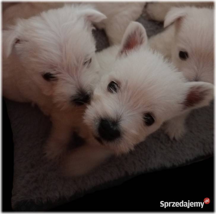 West Highland White Terrier ZKwP FCI Częstochowa