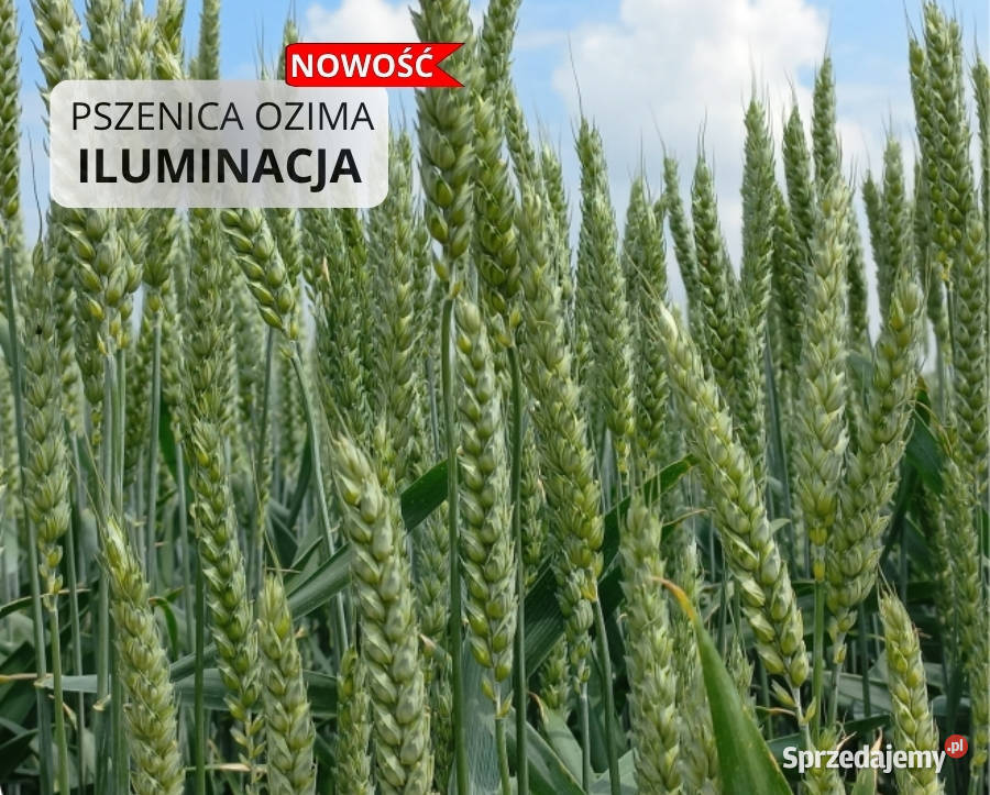 Pszenica ozima Iluminacja jakościowa AB