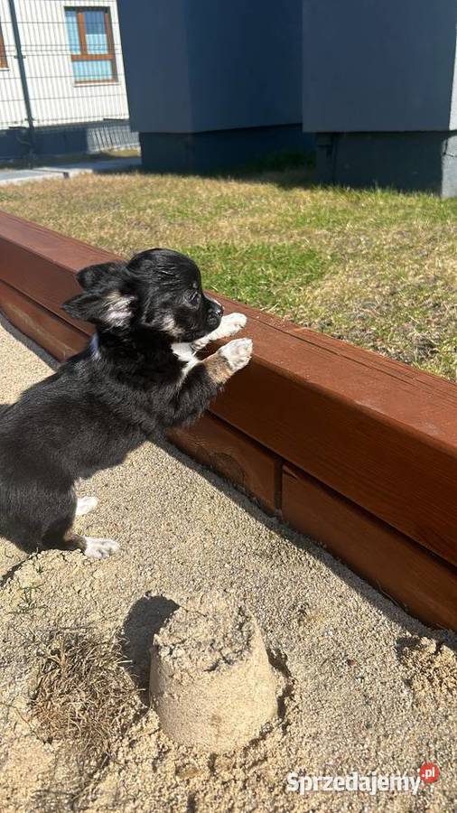 Uroczy Chihuahua chłopiec długowłosy szuka nowej sprzedam