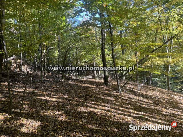 Grunt 15327m2 Syrynia Sprzedaż