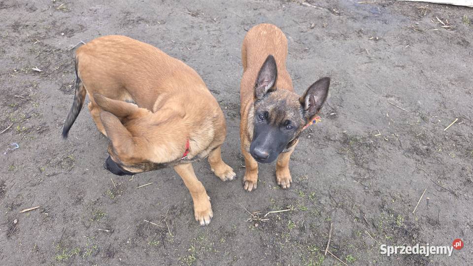 Owczarek belgijski łódzkie Skierniewice