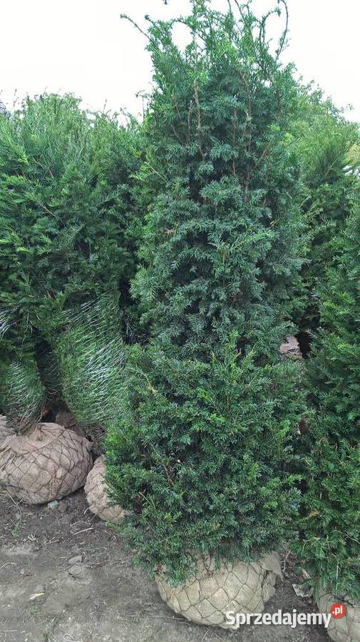 Mega wysoki Gotowy Żywopłot Cis Baccata Mszczonów