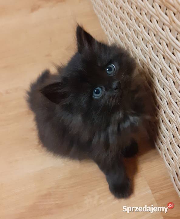 Zjawiskowy Czarny Kocurek Syberyjski Ares mazowieckie Sochaczew