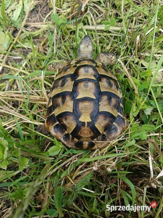 Żółw Grecki Samiec Wojkowice