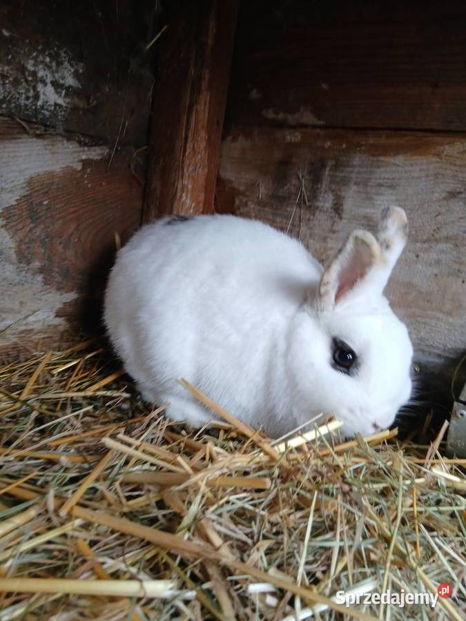 Króliki miniaturki świętokrzyskie Piórków