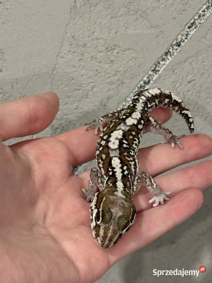 Sprzedam gekona madagaskarskiego