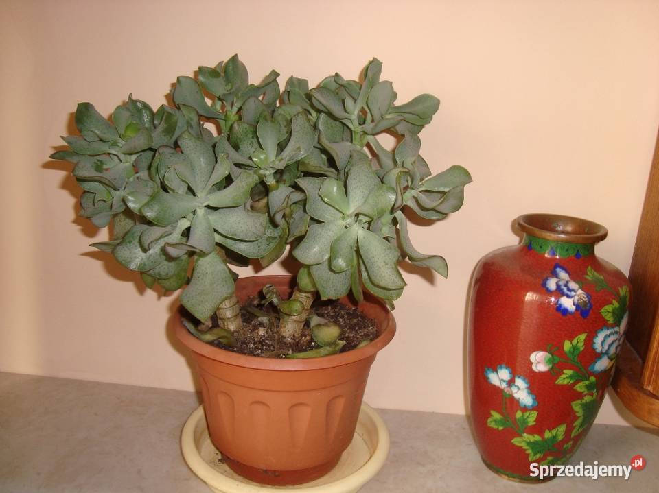 Kwiatek drzewko dekoracyjne sprzedam