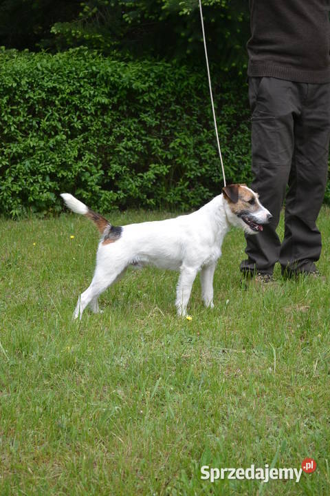 Parson Russell Terrier reproduktor