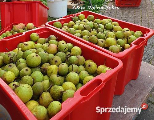 Tłoczenie pasteryzacja soków Pławna Dolna