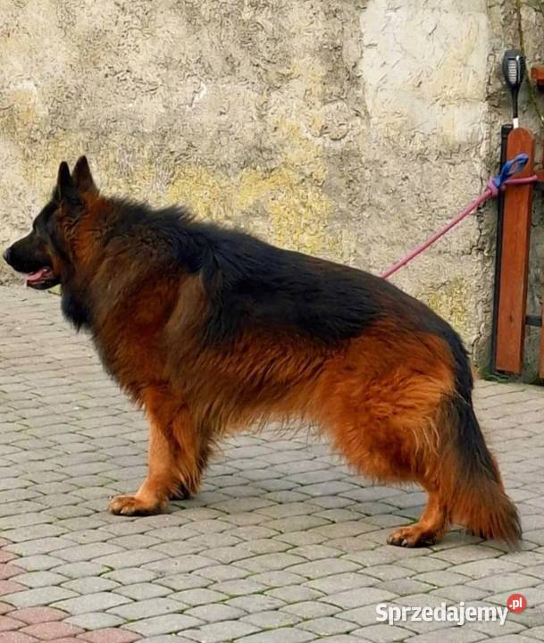 Szczenięta Owczarek Niemiecki Długowłosy