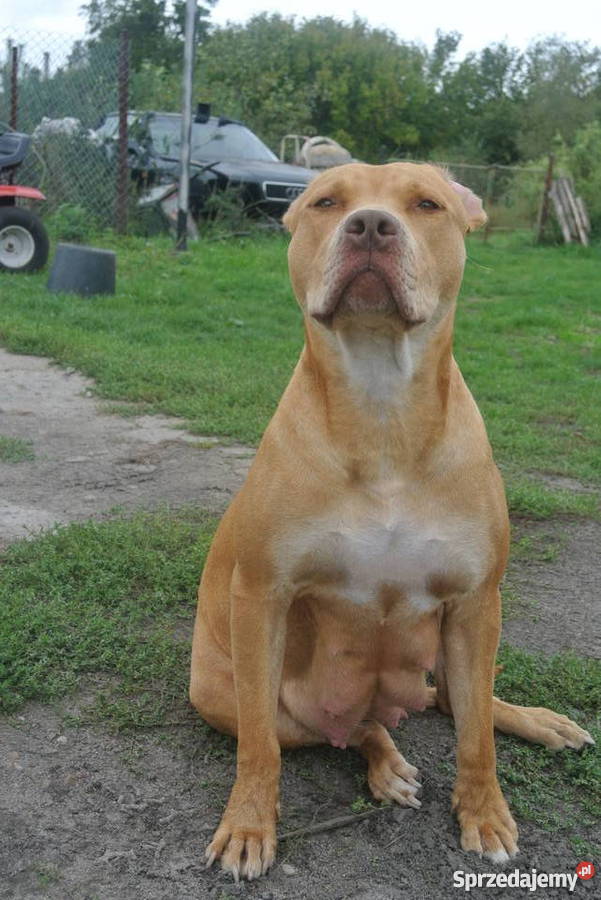 Suczka PitBull Red Nose Lipno sprzedam