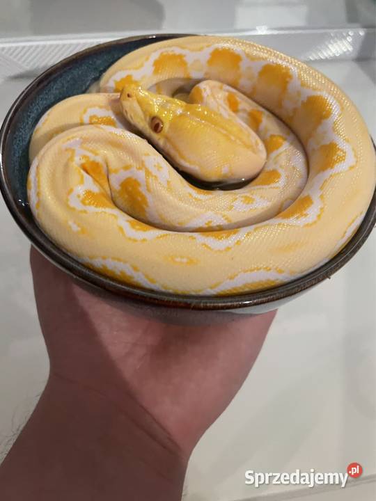 Pyton siatkowy ALBINOS het pied Szczecin