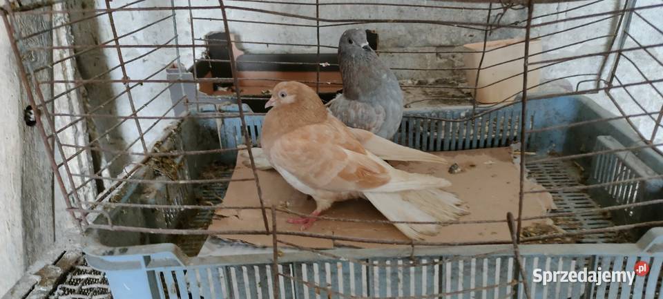 Sprzedam orliki lubelskie lubelskie