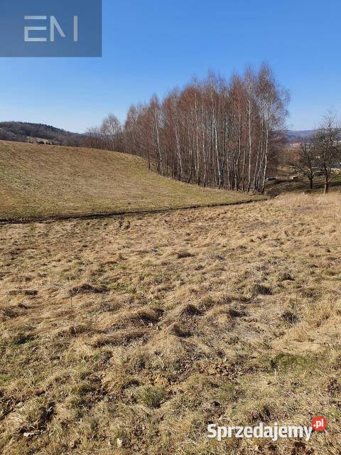 Działka 5000m2 Jazowa Sprzedaż