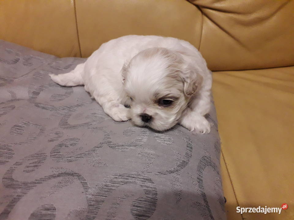Szczeniek shih tzu