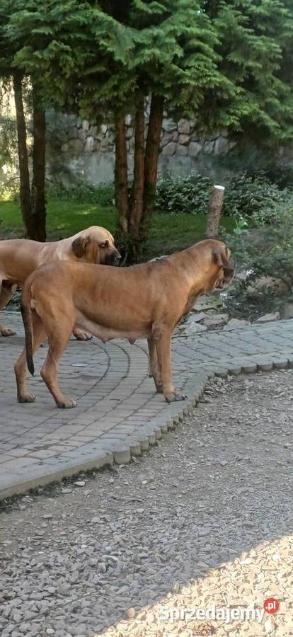 Szczeniaczki fila brasileiro