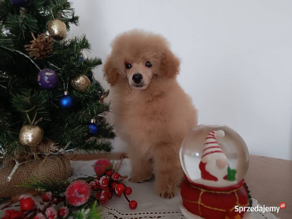 Pudel Toy chlopchik z dokuments FCI Kielce