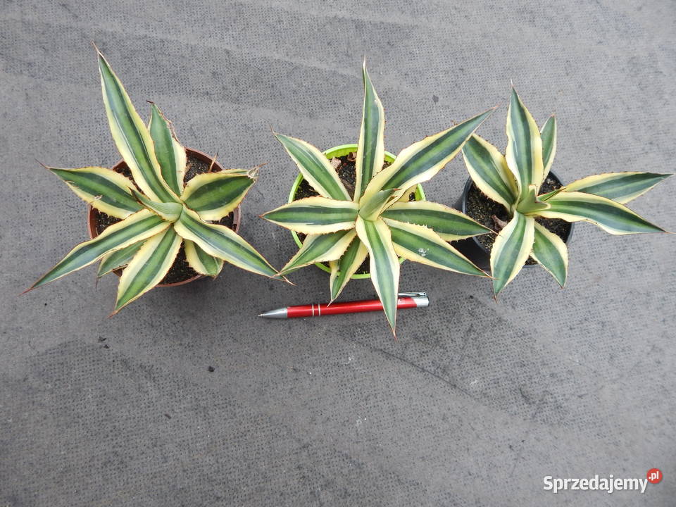 Agawa w czterech kolorach Agave lophantha Kraków
