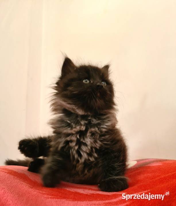 Maine Coon XXL Drygulec