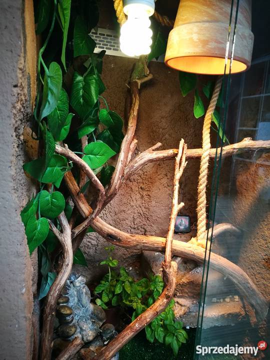 Kameleon jemeński terrarium Włocławek