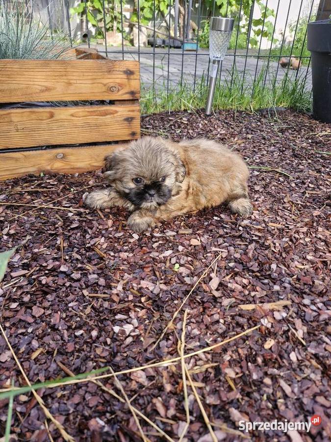 Shih tzu sprzedam