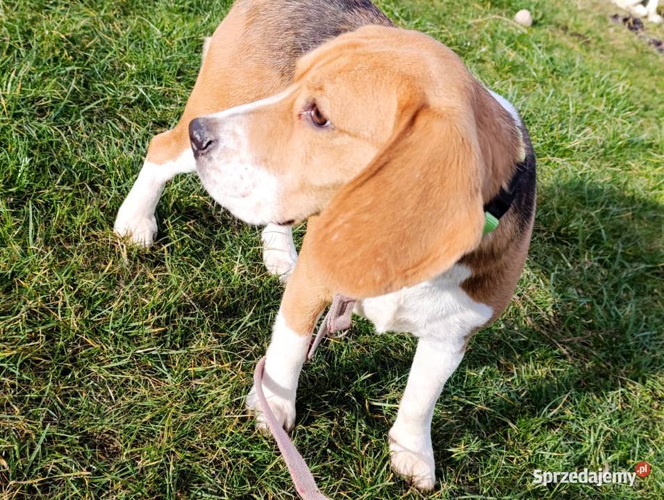 Beagle tricolor suczka mazowieckie Sokołów Podlaski