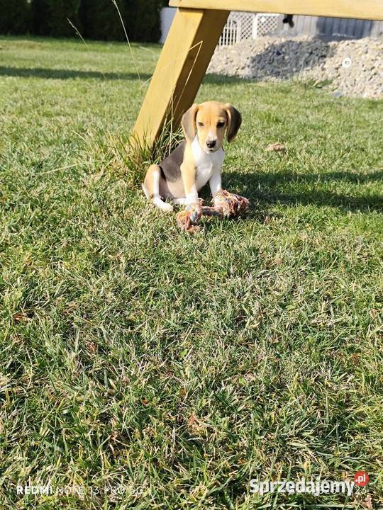 Śliczne Beagle gotowe do odbioru 3 szczepienia Poddębice