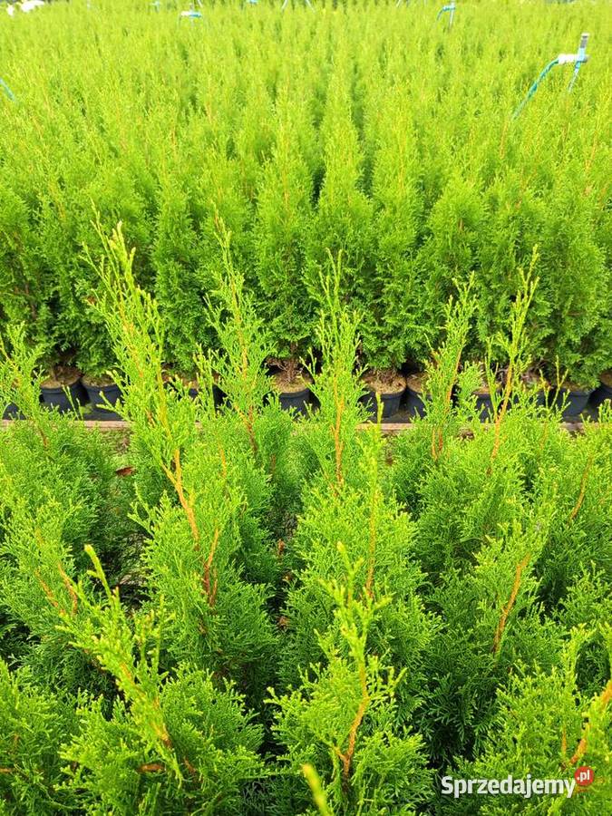 tuja szmaragd żywopłot krzewy podkarpackie Lutcza